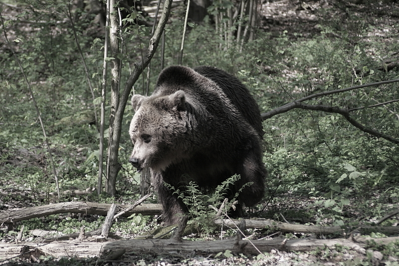 Killikus&reg; Fotographie